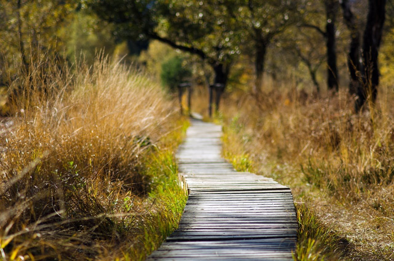 harmony-footer-background